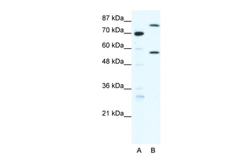 MYNN Rabbit Polyclonal Antibody