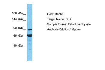 BBX Rabbit Polyclonal Antibody