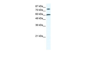 FLJ23436 Rabbit Polyclonal Antibody