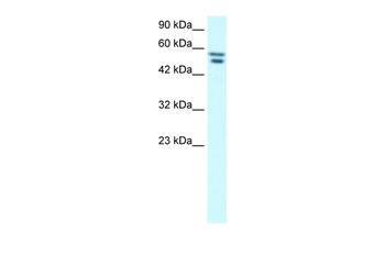 FLJ23436 Rabbit Polyclonal Antibody