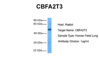 CBFA2T3 Rabbit Polyclonal Antibody