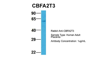 CBFA2T3 Rabbit Polyclonal Antibody