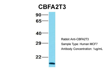 CBFA2T3 Rabbit Polyclonal Antibody