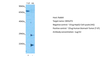 CBFA2T3 Rabbit Polyclonal Antibody