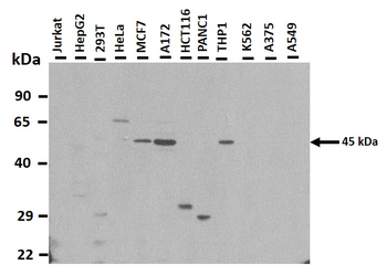BHLHB2 Rabbit Polyclonal Antibody
