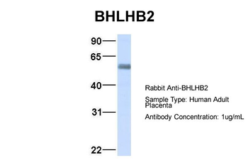 BHLHB2 Rabbit Polyclonal Antibody