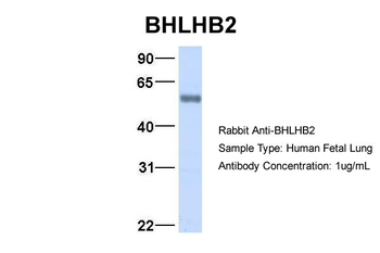 BHLHB2 Rabbit Polyclonal Antibody