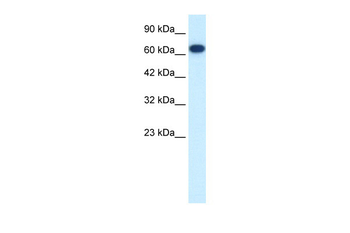 FLJ37300 Rabbit Polyclonal Antibody