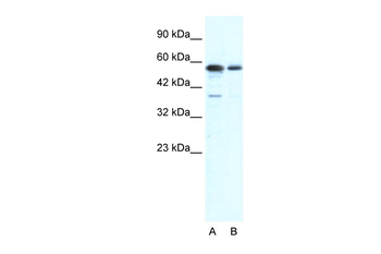 G22P1 Rabbit Polyclonal Antibody