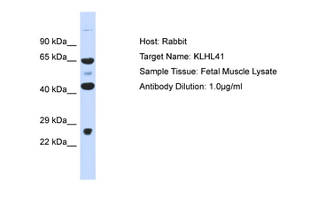KLHL41 Rabbit Polyclonal Antibody