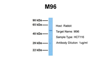 M96 Rabbit Polyclonal Antibody