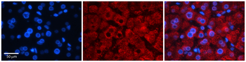 TFB1M Rabbit Polyclonal Antibody