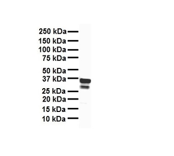 TFB1M Rabbit Polyclonal Antibody