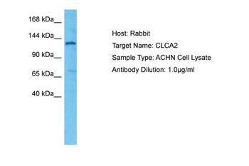 CLCA2 Rabbit Polyclonal Antibody