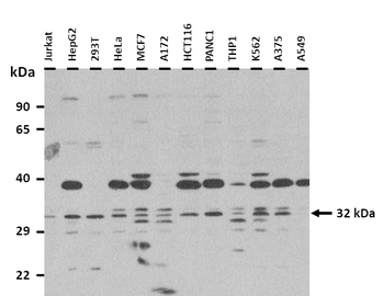RGD1310788 Rabbit Polyclonal Antibody