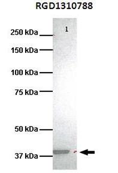 RGD1310788 Rabbit Polyclonal Antibody