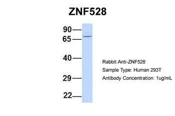 ZNF528 Rabbit Polyclonal Antibody