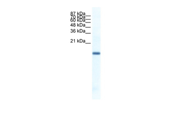 FERD3L Rabbit Polyclonal Antibody