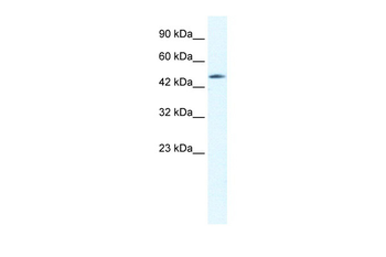 CX40.1 Rabbit Polyclonal Antibody