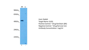 CX36 Rabbit Polyclonal Antibody