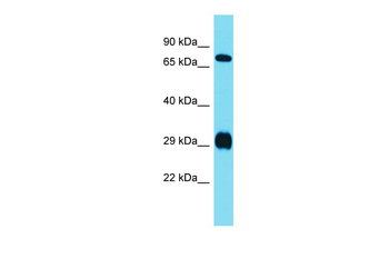 Prrxl1 Rabbit Polyclonal Antibody
