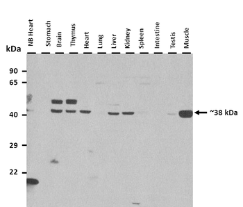 Nkx2-3 Rabbit Polyclonal Antibody
