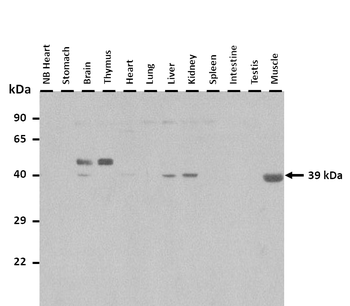 Nkx2-3 Rabbit Polyclonal Antibody