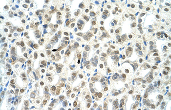 Tsc22d4 Rabbit Polyclonal Antibody