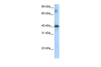 Tsc22d4 Rabbit Polyclonal Antibody