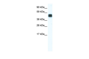 E130307M08RIK Rabbit Polyclonal Antibody
