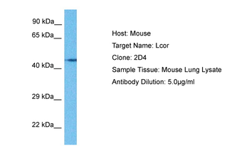 A630025C20RIK Rabbit Polyclonal Antibody