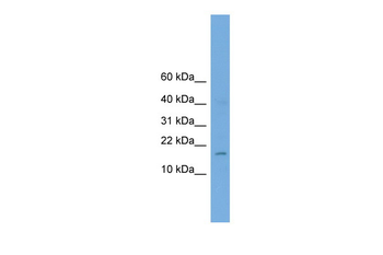 A830053O21Rik Rabbit Polyclonal Antibody
