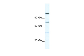 D930005D10RIK Rabbit Polyclonal Antibody