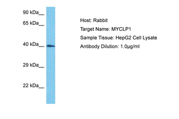 MYCLP1 Rabbit Polyclonal Antibody
