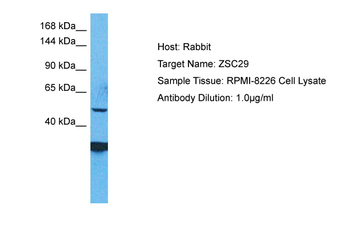 ZSCAN29 Rabbit Polyclonal Antibody