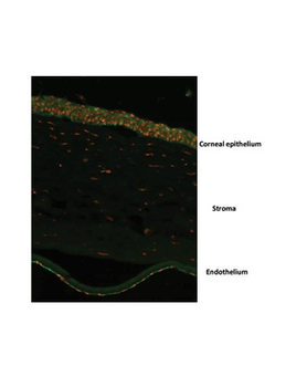 OVOL2 Rabbit Polyclonal Antibody