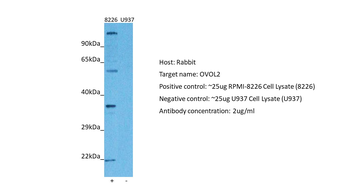 OVOL2 Rabbit Polyclonal Antibody