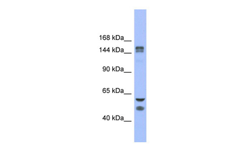 FBXL10 Rabbit Polyclonal Antibody