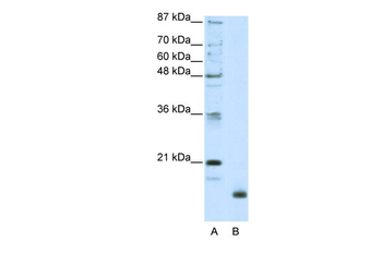 RPL32 Rabbit Polyclonal Antibody