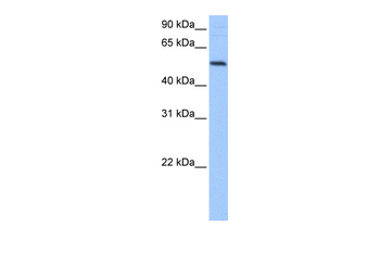 GRSF1 Rabbit Polyclonal Antibody