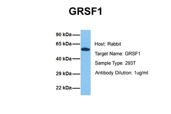 GRSF1 Rabbit Polyclonal Antibody