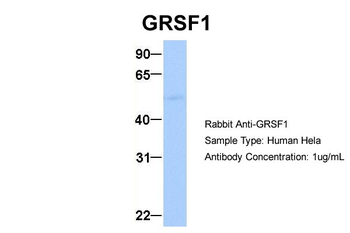 GRSF1 Rabbit Polyclonal Antibody