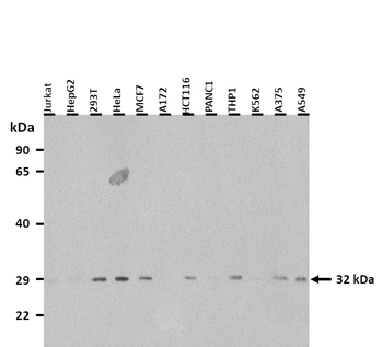 RNASEH1 Rabbit Polyclonal Antibody