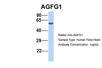 HRB Rabbit Polyclonal Antibody