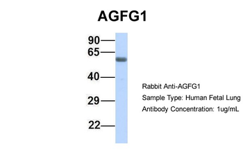 HRB Rabbit Polyclonal Antibody