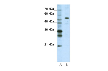 FLJ12529 Rabbit Polyclonal Antibody