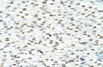 HNRPA3 Rabbit Polyclonal Antibody