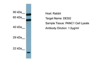 DESI2 Rabbit Polyclonal Antibody