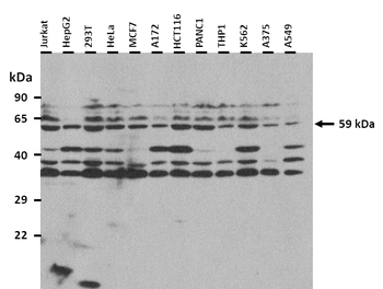 PRODH2 Rabbit Polyclonal Antibody