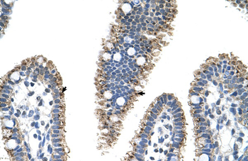 PRODH2 Rabbit Polyclonal Antibody